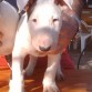 Caballero Blanco Sinatra
El cachorro mas revoltoso de la camada